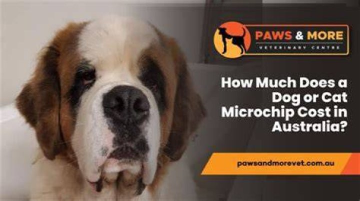 How much does it cost to put your dog through protection training?